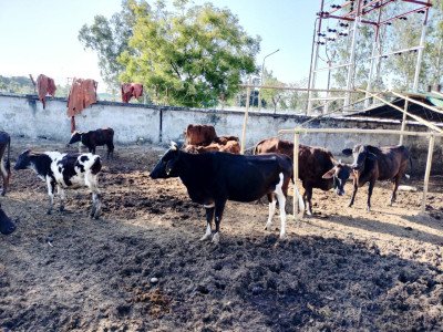 कोल्हापुर की हमारी गौशाला संकट में है