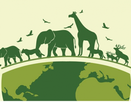 Animals